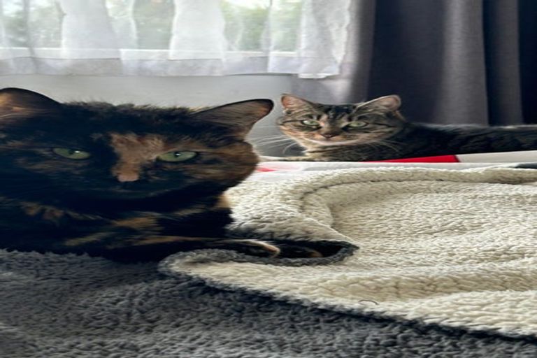 Photo of property in 57a Braid Road, St Andrews, Hamilton, 3200