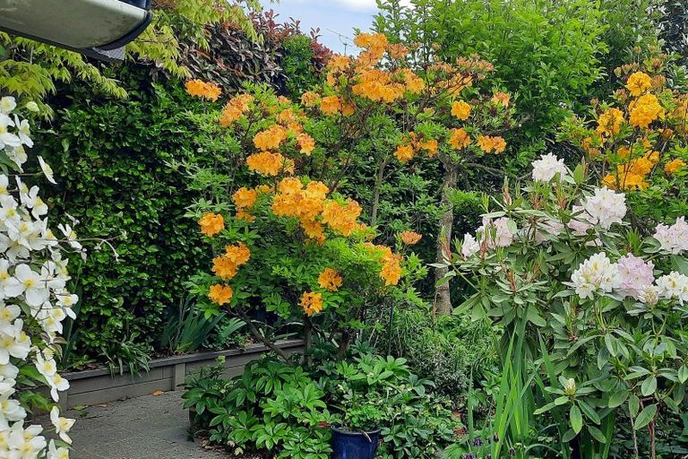 Photo of property in 16 Kensington Avenue, Rangiora, 7400