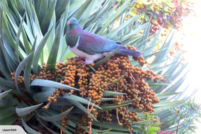 Photo of property in 8 Rosecamp Road, Beach Haven, Auckland, 0626