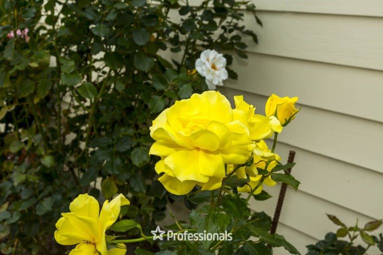 Photo of property in 9 Brentwood Street, Trentham, Upper Hutt, 5018