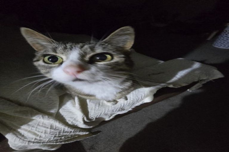 Photo of property in 12a Olliviers Road, Phillipstown, Christchurch, 8011