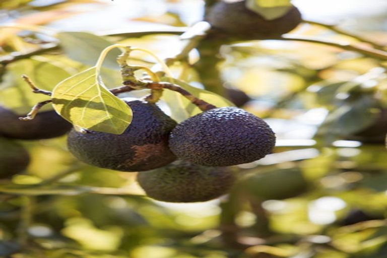 Photo of property in 58b Wilson Road South, Paengaroa, 3189