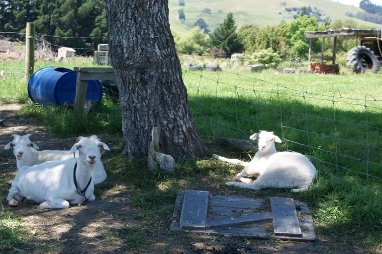 Photo of property in 107 District Road, Palmerston, 9430