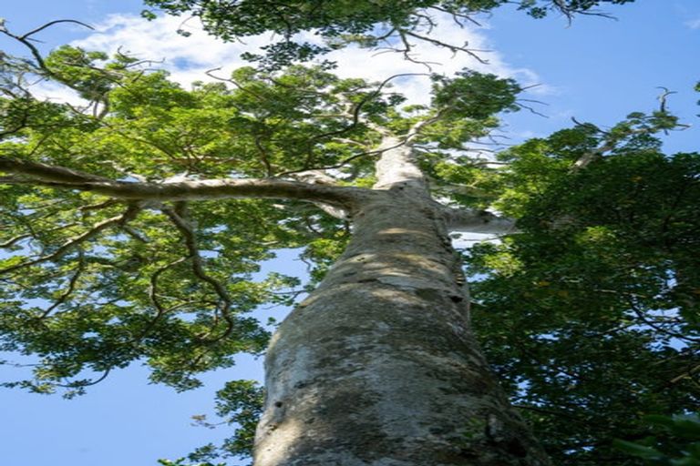 Photo of property in 443 Scotsman Valley Road, Tauwhare, Morrinsville, 3371