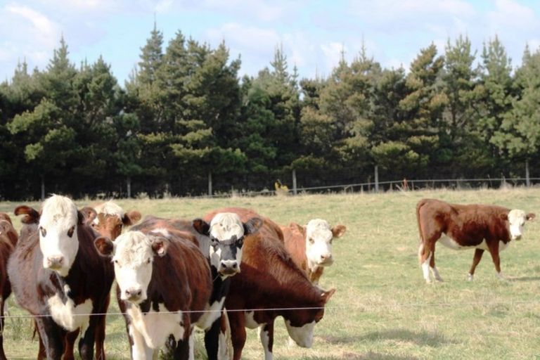 Photo of property in 85 Browns Road, Okuku, Rangiora, 7473