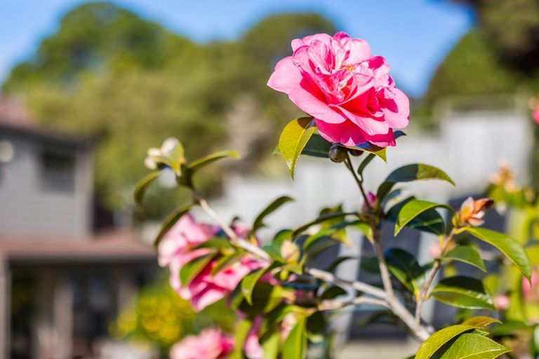 Photo of property in 34 Albatross Close, Whitby, Porirua, 5024