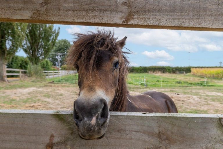 Photo of property in 395 Kiwitahi Railway Road, Morrinsville, 3371