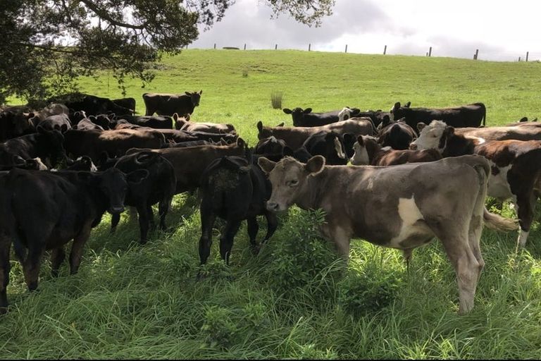 Photo of property in 492 Wairere Road, Paparoa, 0571