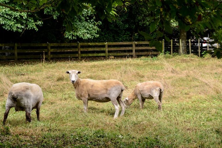 Photo of property in 43 Scotsman Valley Road, Tauwhare, Hamilton, 3287