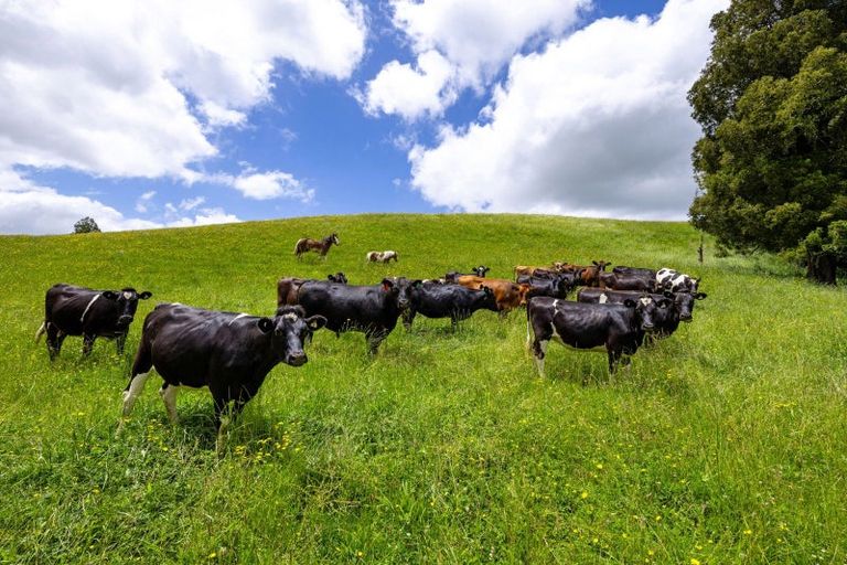 Photo of property in 467a Te Mata Road, Raglan, 3295