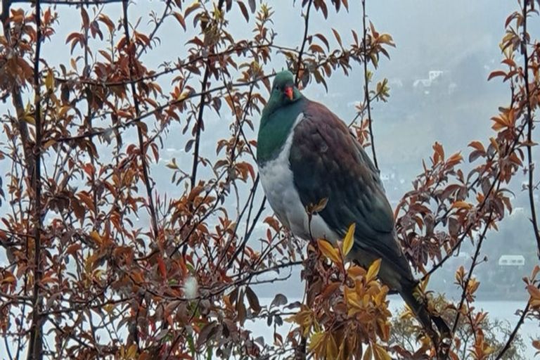 Photo of property in 26b Howard Street, Macandrew Bay, Dunedin, 9014