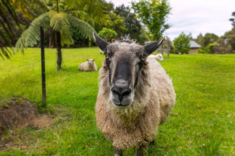 Photo of property in 278a Forest Hill Road, Waiatarua, Auckland, 0612