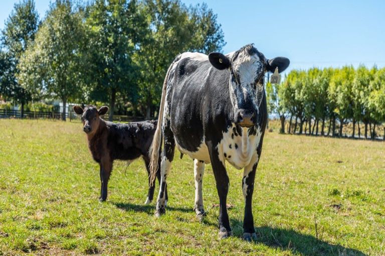 Photo of property in 645 Tancreds Road, Lincoln, Christchurch, 7676