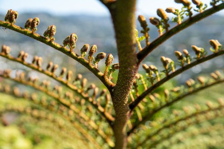 Photo of property in 3 Kapil Grove, Khandallah, Wellington, 6035