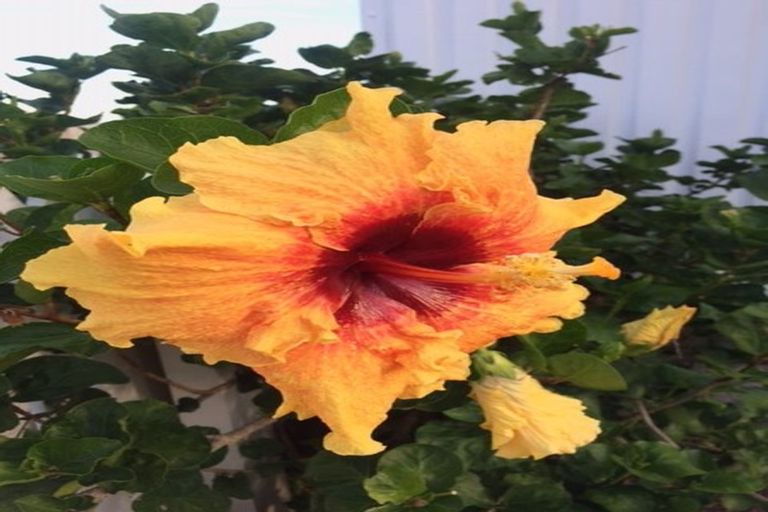 Photo of property in 1/217 Eskdale Road, Birkenhead, Auckland, 0626