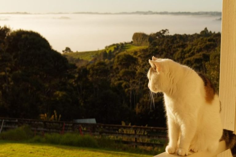 Photo of property in 171 Pinchgut Road, Kaukapakapa, 0873