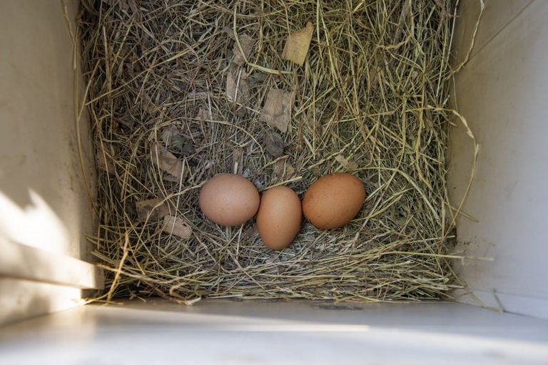 Photo of property in 165 Whitaker Street, Whataupoko, Gisborne, 4010