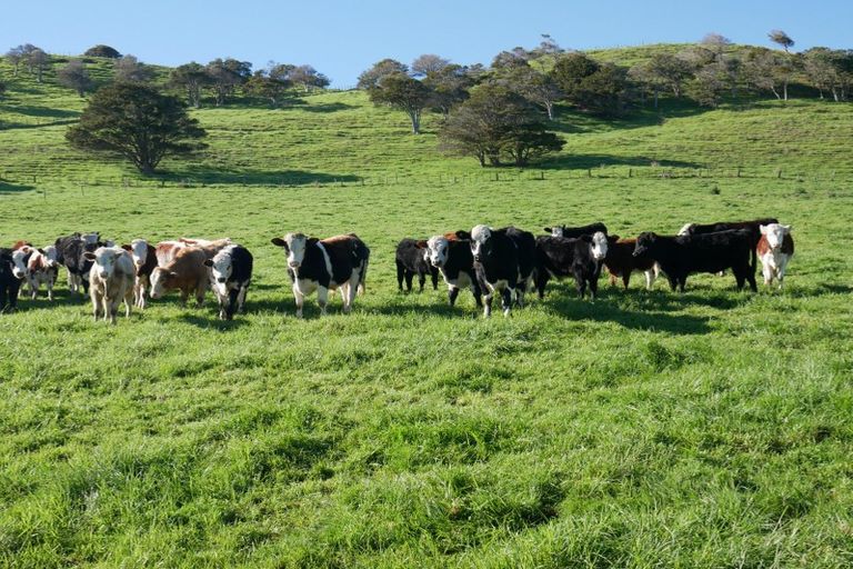 Photo of property in 911 Arapohue Road, Arapohue, Dargaville, 0374