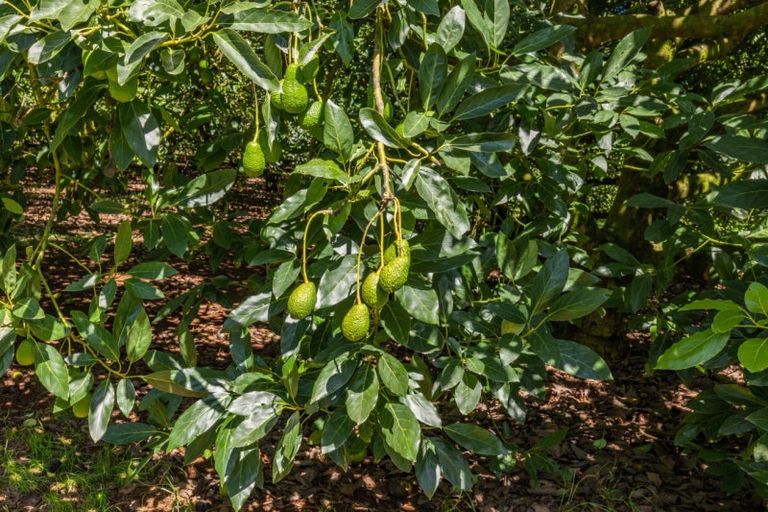 Photo of property in 168 Hariru Road, Ohaeawai, Kaikohe, 0472