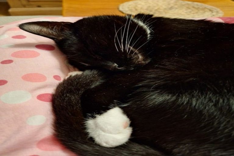 Photo of property in 57a David Crescent, Karori, Wellington, 6012