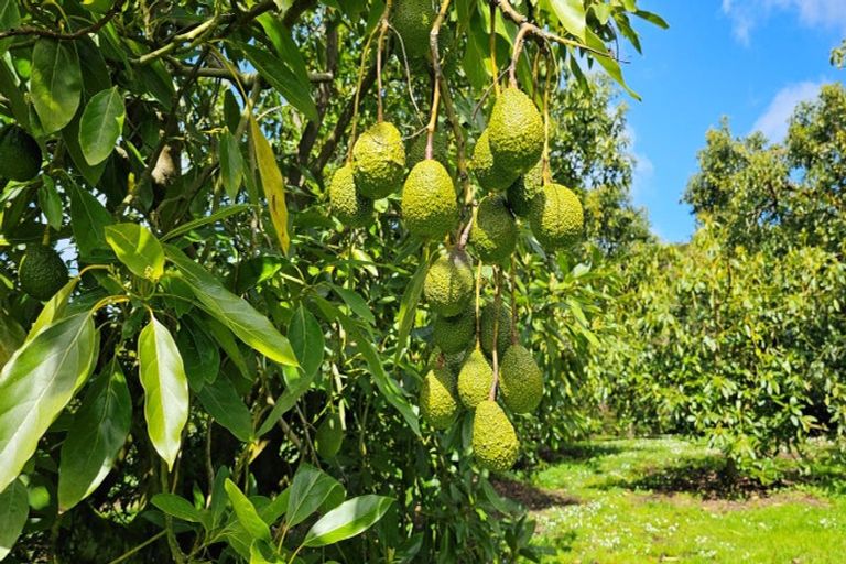 Photo of property in 526d Belk Road, Omanawa, Tauranga, 3171