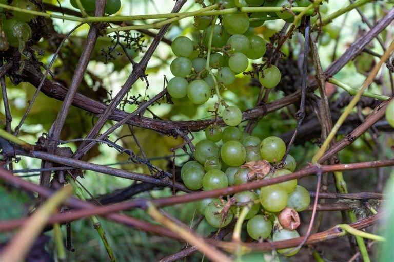 Photo of property in 3687 State Highway 12, Taheke, Kaikohe, 0473