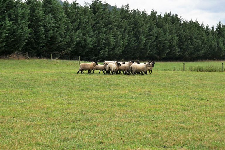 Photo of property in 460 Palmerston-dunback Road, Glenpark, Palmerston, 9483