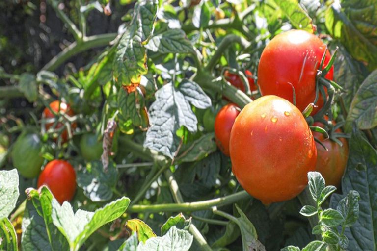 Photo of property in 1 Merlot Place, Te Kauwhata, 3710