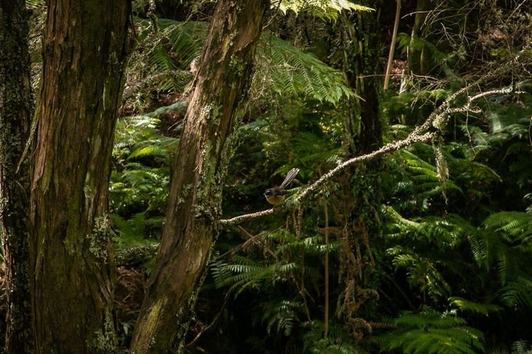 Photo of property in 49 Mangotahi Road, Thames, 3577