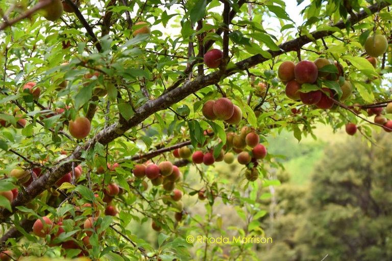 Photo of property in 318 Franklin Road, Paparoa, 0571