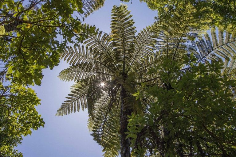 Photo of property in 425b Lund Road, Aongatete, Katikati, 3178