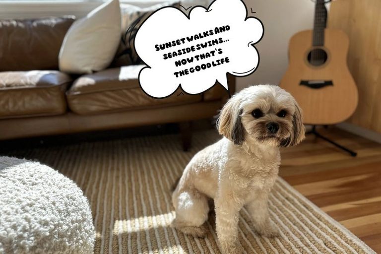 Photo of property in 1/106 Island Bay Road, Beach Haven, Auckland, 0626