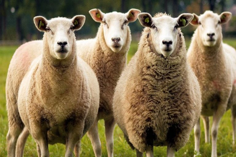 Photo of property in 82 Brownhill Road, Whitford, Manurewa, 2576