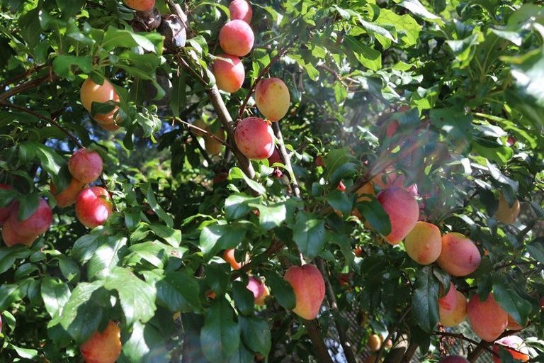 Photo of property in 233 Fencourt Road, Cambridge, 3493