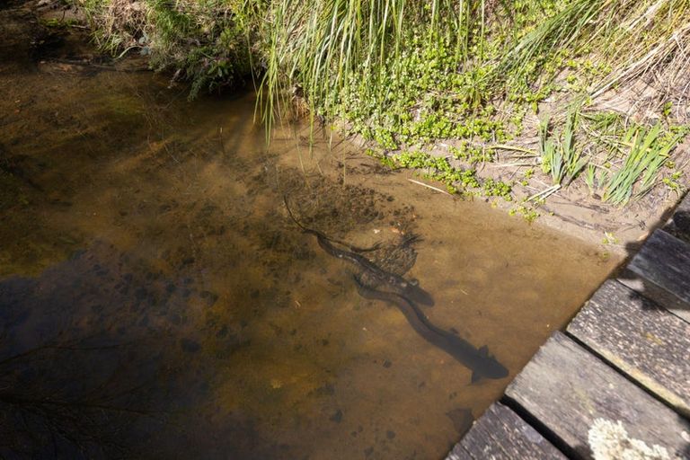 Photo of property in 6 Polson Hill Drive, Aokautere, Palmerston North, 4471