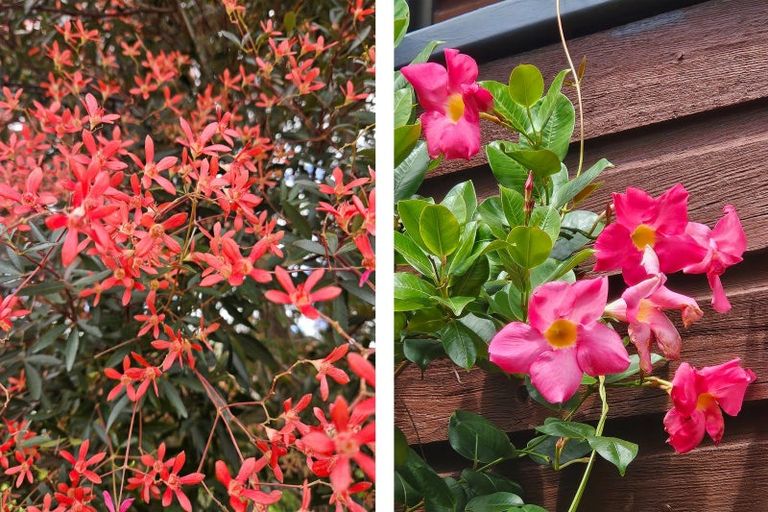 Photo of property in 39a Harvey Street, Tauranga South, Tauranga, 3112