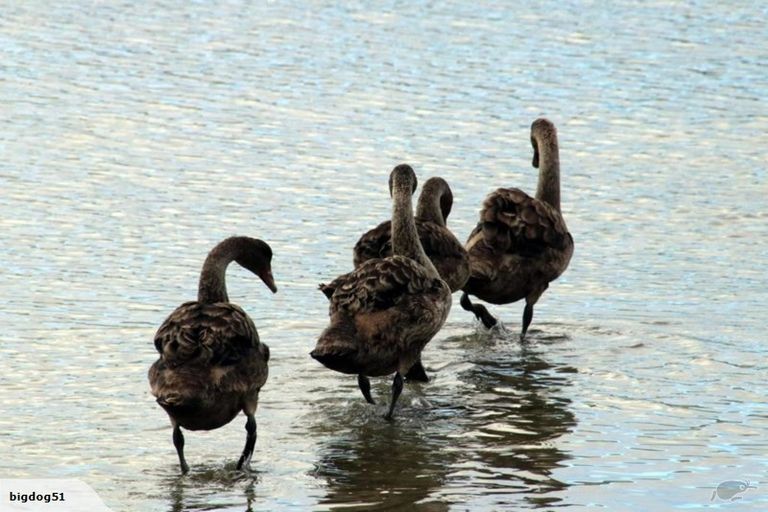 Photo of property in 22b Allans Beach Road, Portobello, Dunedin, 9014