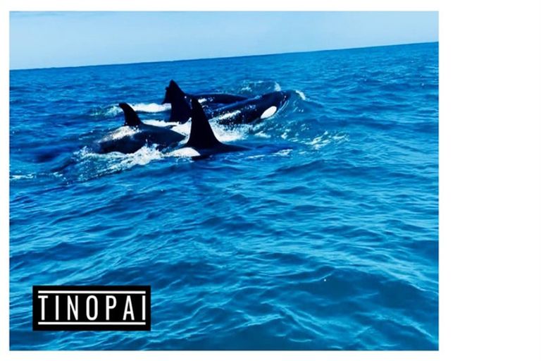 Photo of property in 1509 Tinopai Road, Tinopai, Matakohe, 0593