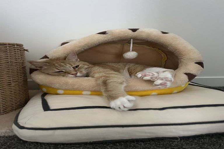 Photo of property in 2/3 Campbell Road, Takapuna, Auckland, 0622