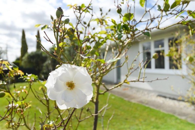 Photo of property in 15b Elizabeth Street, Feilding, 4702
