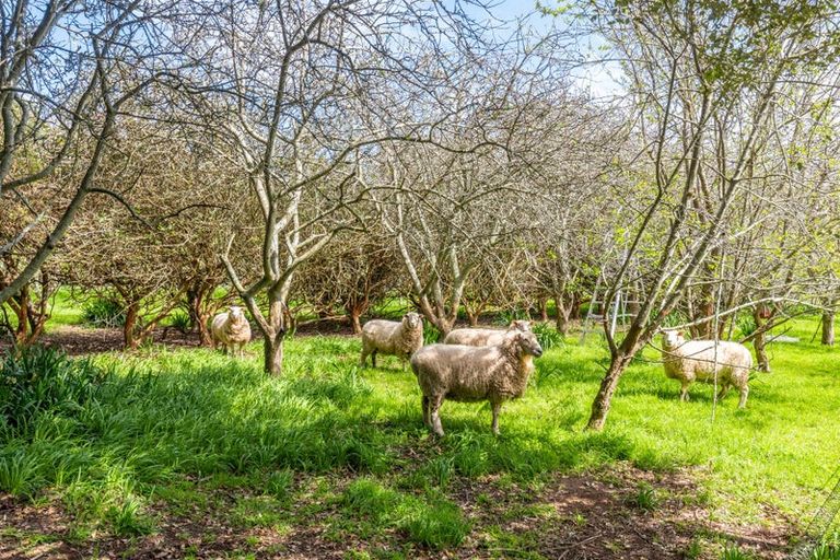 Photo of property in 35 Whelans Road, Levin, 5571