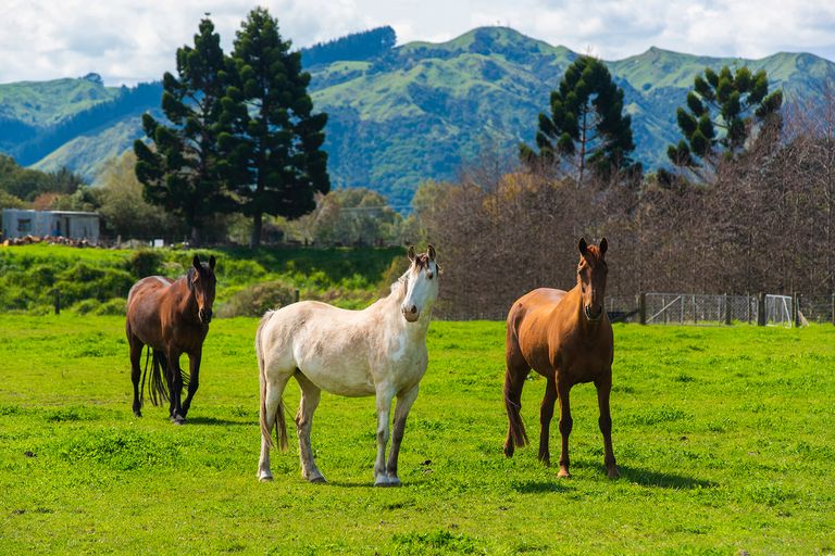 Photo of property in 7 Ora Street, Makaraka, Gisborne, 4010