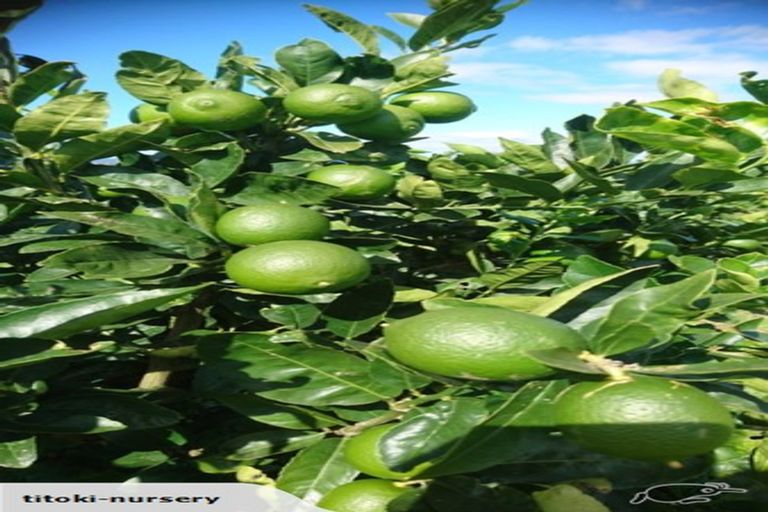 Photo of property in 324 Greig Road, Matata, Whakatane, 3194