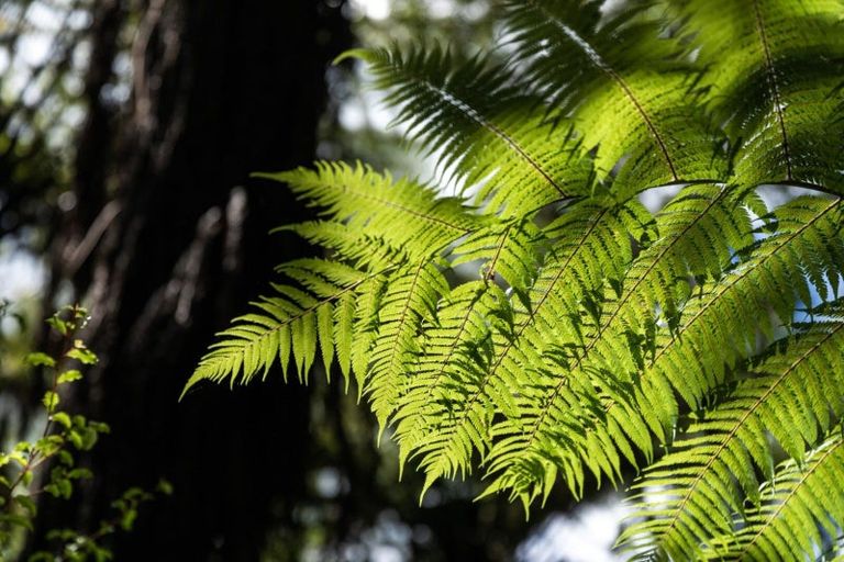 Photo of property in 281b Lund Road, Aongatete, Katikati, 3178