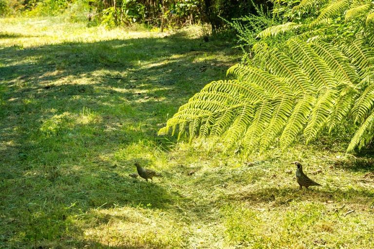 Photo of property in 32 Tepuia Heights, Havelock, 7281