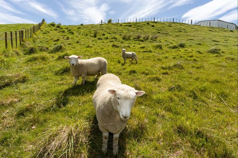 Photo of property in 29 Nilgiri Road, Poraiti, Napier, 4182