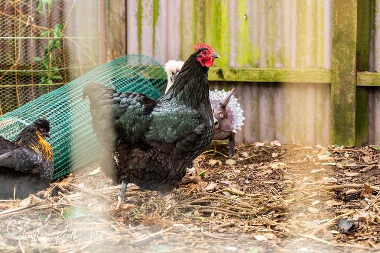 Photo of property in 70 Jellicoe Road, Ruawai, 0530