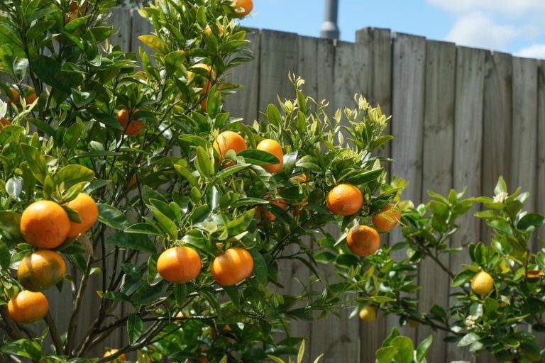 Photo of property in 73 Otonga Road, Springfield, Rotorua, 3015