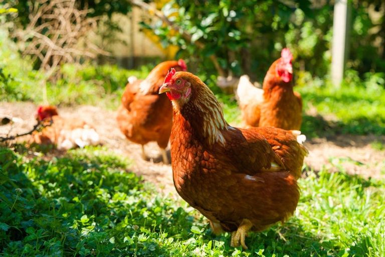 Photo of property in 152 Postmans Road, Kaikoura Flat, Kaikoura, 7371