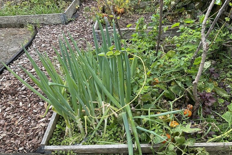 Photo of property in 74 Cambridge Terrace, Waterloo, Lower Hutt, 5011